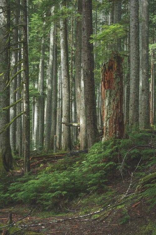 Interpretive by Louis Ruth wall art