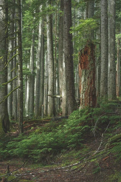 Louis Ruth: Interpretive by Louis Ruth