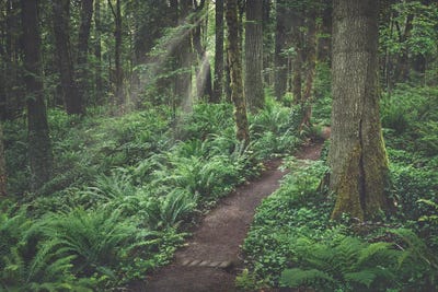 Squaxin Park by Louis Ruth framed canvas print