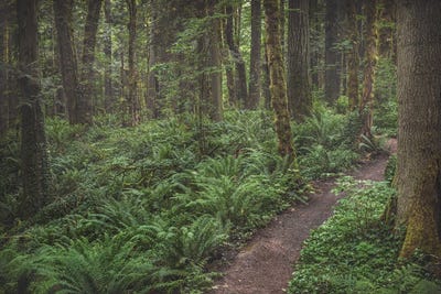 Why Sit Home by Louis Ruth framed canvas print