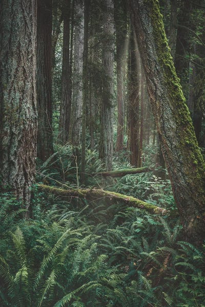 Louis Ruth: Transcend by Louis Ruth