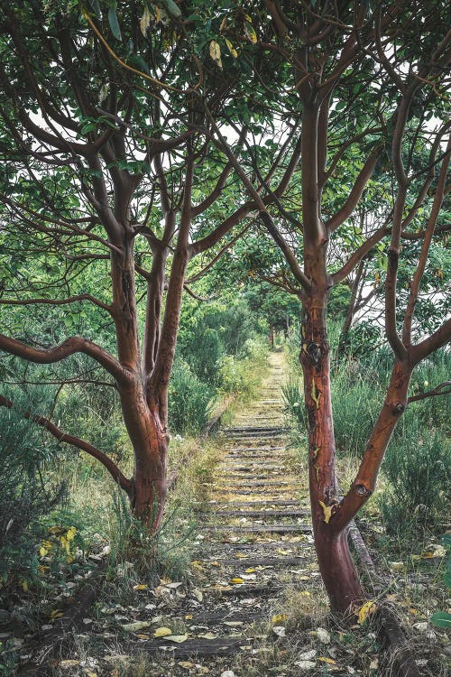Natures Takeover by Louis Ruth wall art