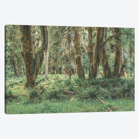 Maple Meadow Canvas Print #LRH589} by Louis Ruth Canvas Art