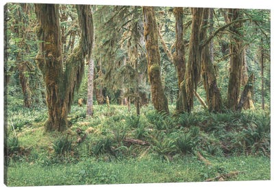 Maple Meadow Canvas Art Print - Louis Ruth