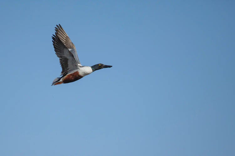 Shoveler In Motion