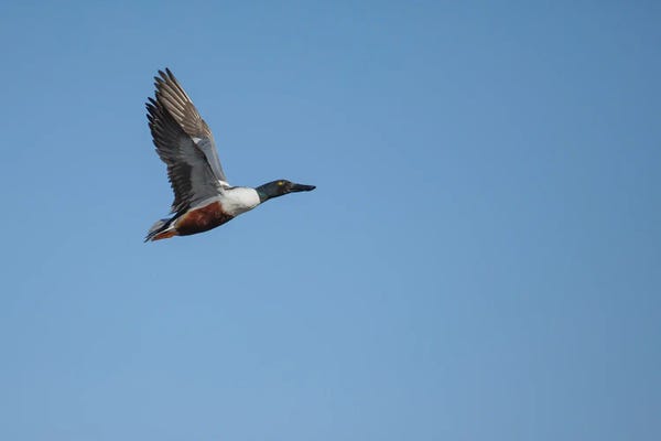 Shoveler In Motion