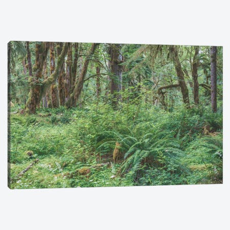 Into The Forest I Lose My Mind Canvas Print #LRH590} by Louis Ruth Canvas Art Print