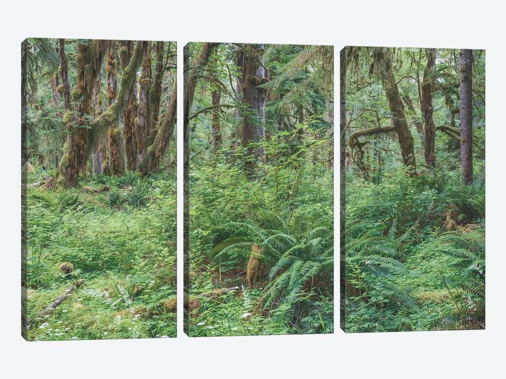 Into The Forest I Lose My Mind by Louis Ruth 3-piece Canvas Art Print