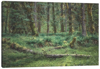 Inside Maple Grove Canvas Art Print - Louis Ruth