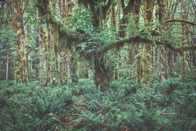 Hemlock Beauty