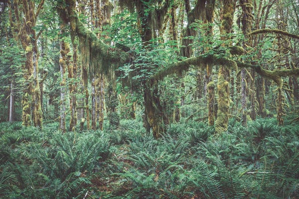 Hemlock Beauty