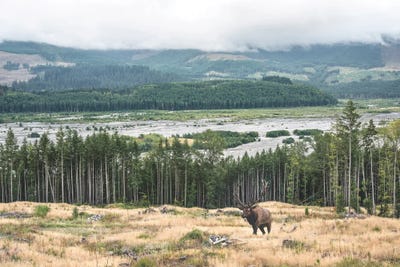 At The Forest Edge by Louis Ruth framed canvas print