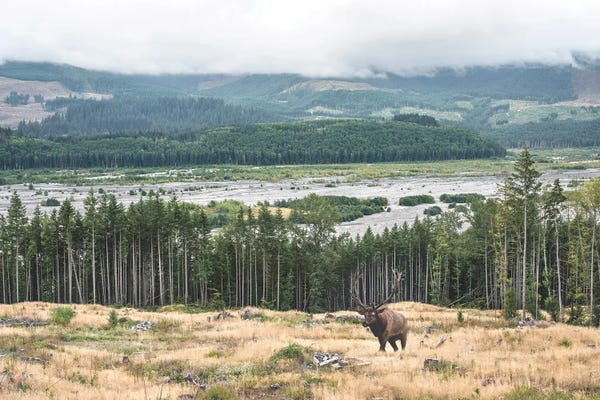 Louis Ruth: At The Forest Edge by Louis Ruth
