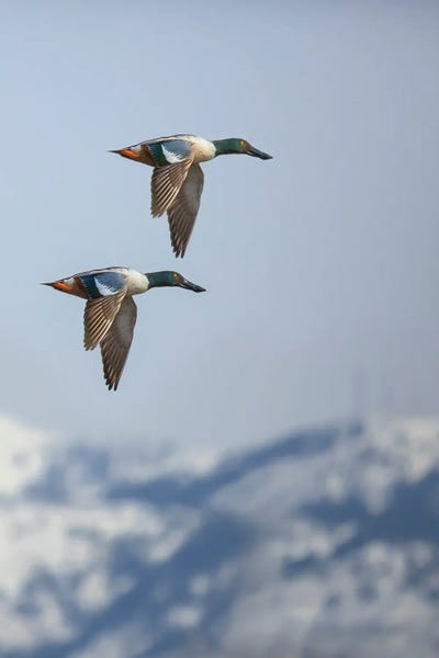 Louis Ruth: In Flight Shoveler Ducks by Louis Ruth