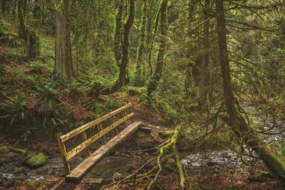 Let The Light In by Louis Ruth canvas print