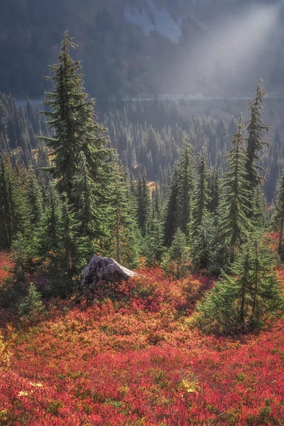 Louis Ruth: Find Your Light by Louis Ruth