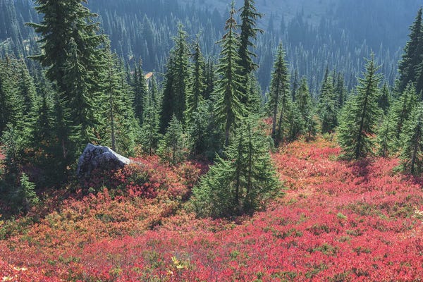 Louis Ruth: Colors Of Fall by Louis Ruth