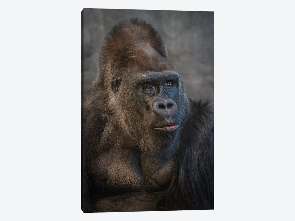 Silverback Stare by Louis Ruth 1-piece Art Print
