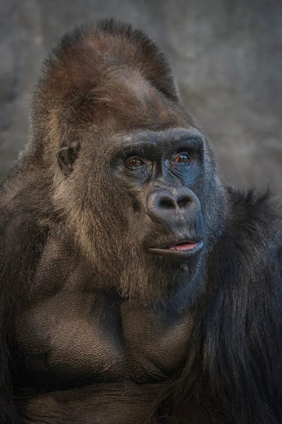 Louis Ruth: Silverback Stare by Louis Ruth