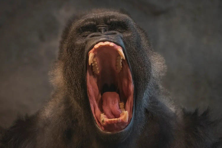 Silverback Roar by Louis Ruth wall art