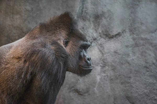 Louis Ruth: Silverback by Louis Ruth