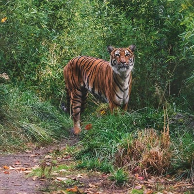 Sign Of Intimidation by Louis Ruth framed canvas print