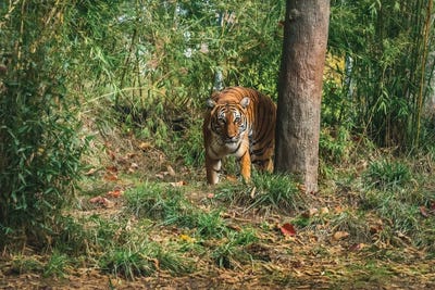 Fearlessness by Louis Ruth framed canvas print