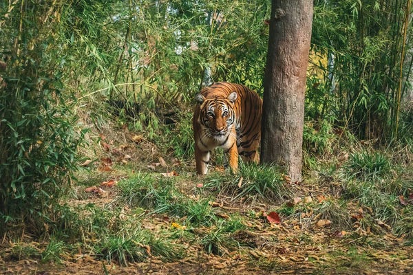 Louis Ruth: Fearlessness by Louis Ruth