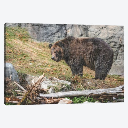 Grizzly Bear Sighting Canvas Print #LRH634} by Louis Ruth Canvas Art Print