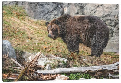 Grizzly Bear Sighting Canvas Art Print - Louis Ruth