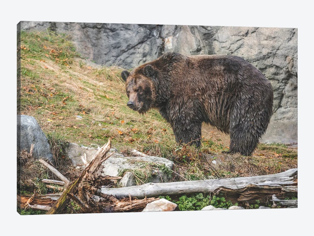 Grizzly Bear Sighting by Louis Ruth 1-piece Canvas Print