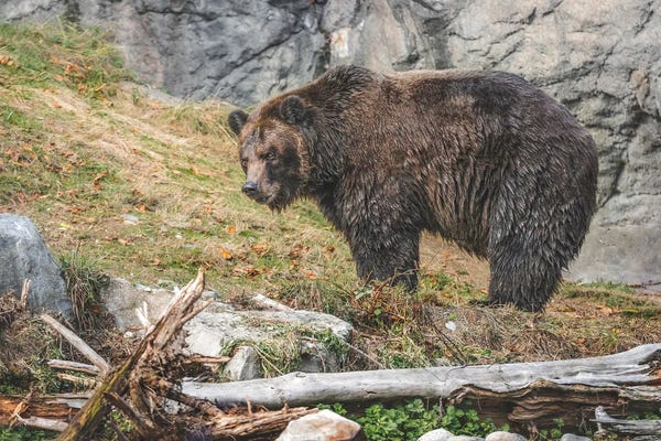 Louis Ruth: Grizzly Bear Sighting by Louis Ruth