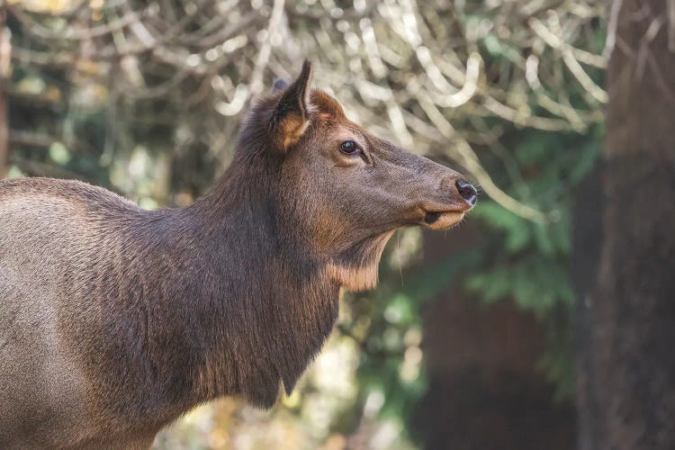 Elk Portrait