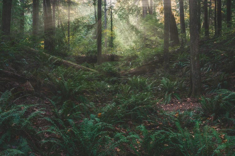 Among The Ferns