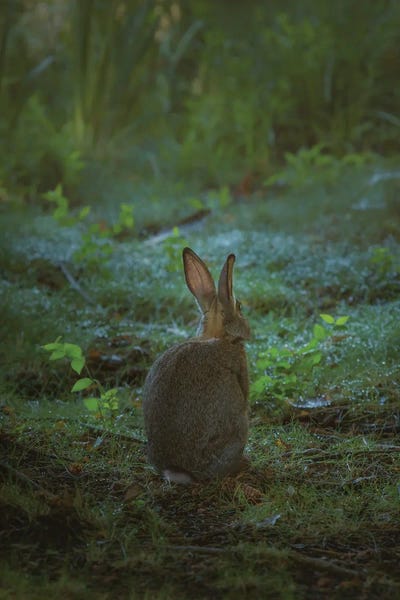 Little One Of The Forest by Louis Ruth metal wall art