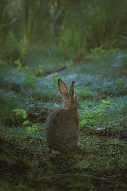 Little One Of The Forest by Louis Ruth wall art