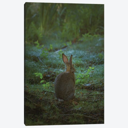 Little One Of The Forest Canvas Print #LRH64} by Louis Ruth Art Print