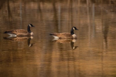 Mirror Image by Louis Ruth art print