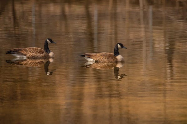 Mirror Image