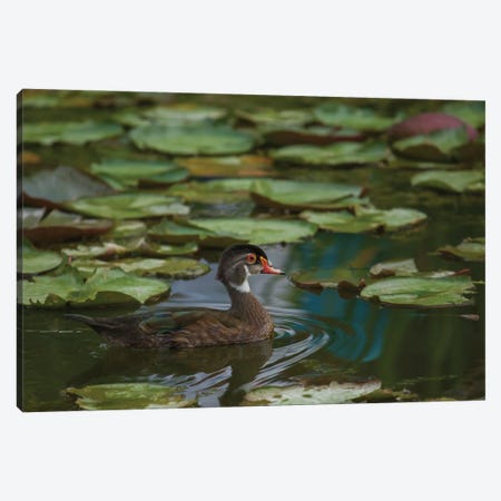 Alone In My Pond Canvas Print #LRH6} by Louis Ruth Canvas Artwork