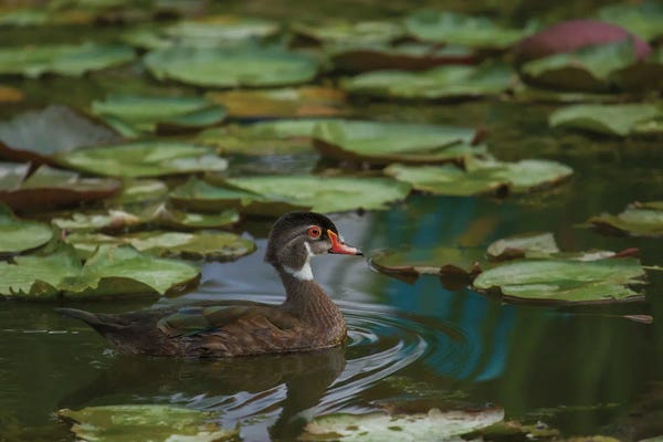 Louis Ruth: Alone In My Pond by Louis Ruth