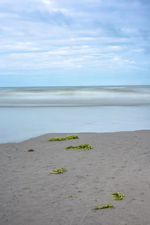 Seaweed Dreams