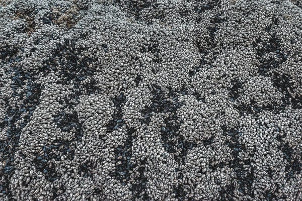 Louis Ruth: Marine Muscle Adherence by Louis Ruth