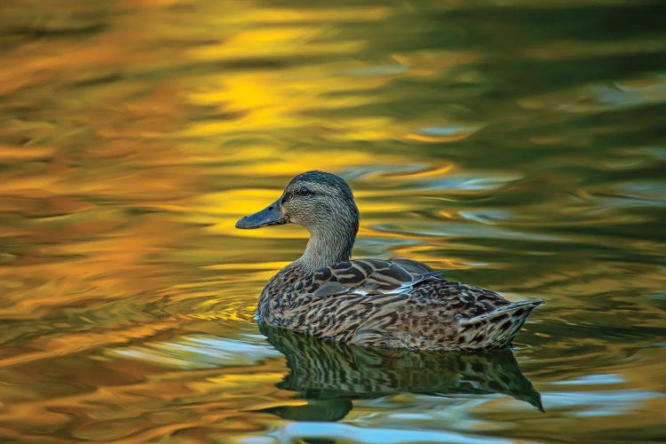 Night Glow On Golden Pond