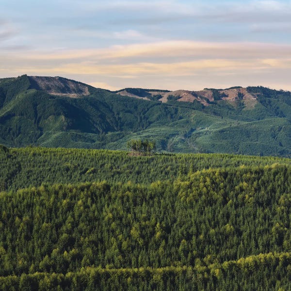 Louis Ruth: Picture Window by Louis Ruth