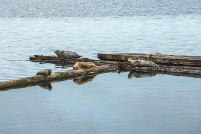 Piling Pals by Louis Ruth framed canvas print