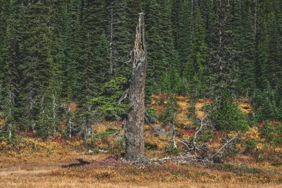 Thunderstruck Beauty by Louis Ruth framed canvas print