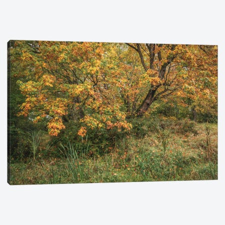 Leaves Of Fire Canvas Print #LRH741} by Louis Ruth Canvas Art