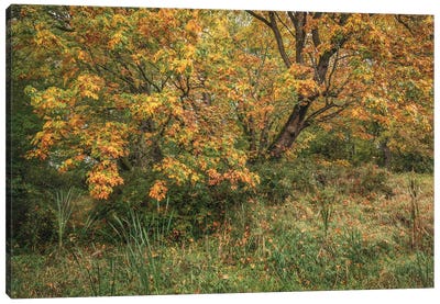 Leaves Of Fire Canvas Art Print - Louis Ruth