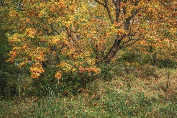 Louis Ruth: Leaves Of Fire by Louis Ruth